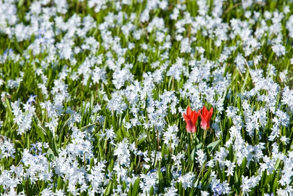 Czerwone Tulipany Kwiaty Płatki Wiosenna Flora — Zdjęcie stockowe