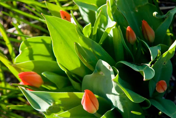 Tulipani Rossi Fiori Petali Flora Primaverile — Foto Stock