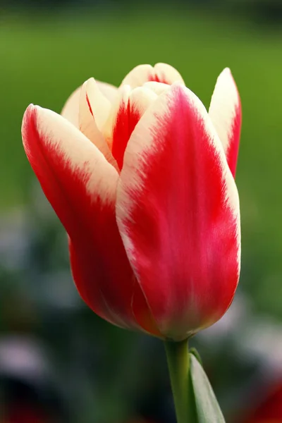 Fleurs Tulipes Printanières — Photo
