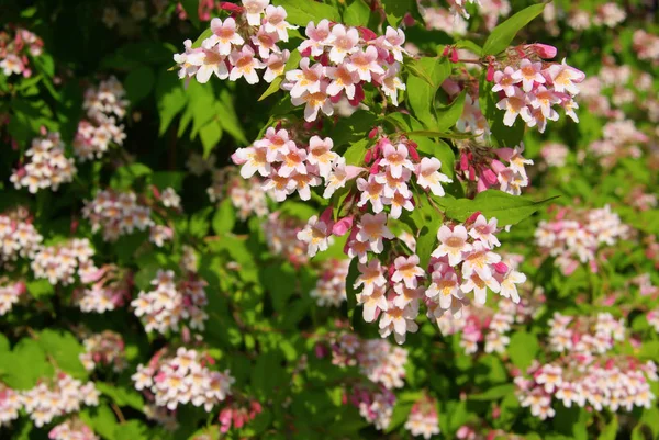 Fioritura Fiori Ciliegio Primavera — Foto Stock