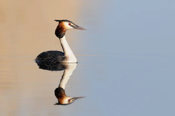 Grebes Luz Noite — Fotografia de Stock