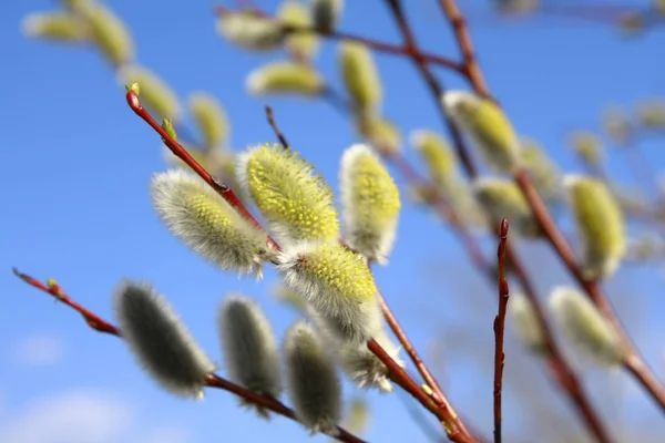 Flowering Willow Tree Spring — Stock Photo, Image