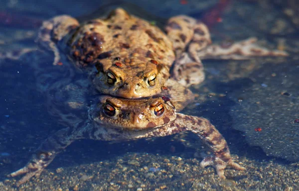 両生類 野生のカエル — ストック写真