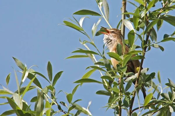 Pozorování Ptáků Roztomilý Pták Divoké Přírodě — Stock fotografie