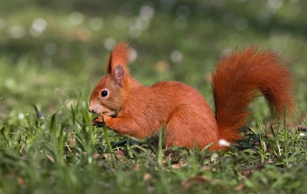 Fofo Esquilo Animal Roedor — Fotografia de Stock