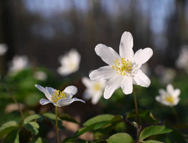Vita Kronblad Blåklint Blommande Flora — Stockfoto