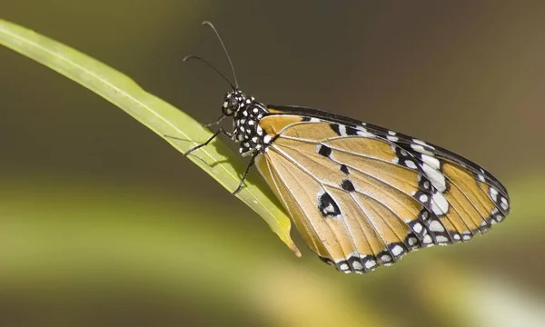 Närbild Insekter Vild Natur — Stockfoto