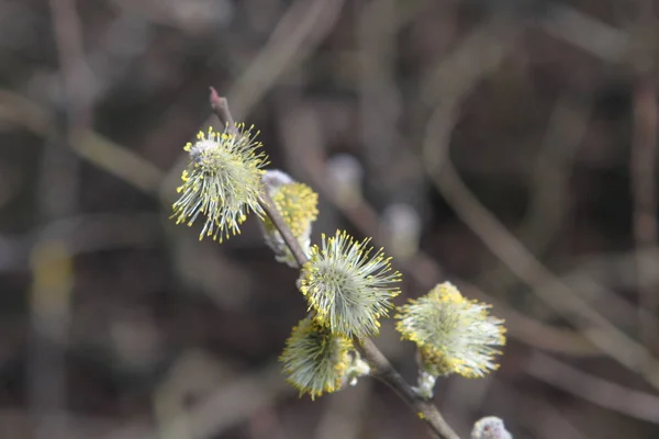 Blühende Weiden Frühling — Stockfoto