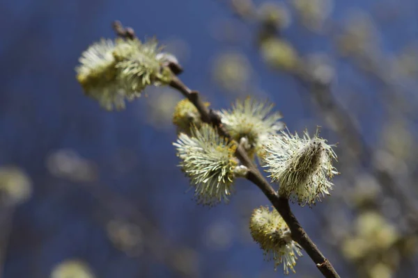 春天背景上的柳枝 — 图库照片