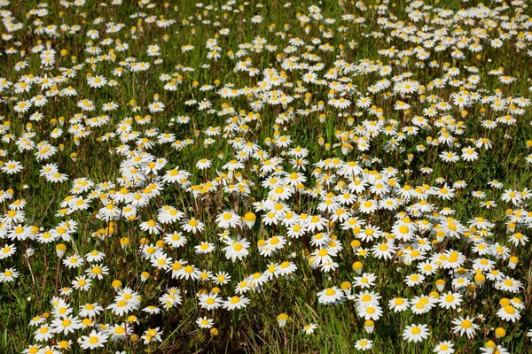 Viele Blumen Auf Dem Gras — Stockfoto