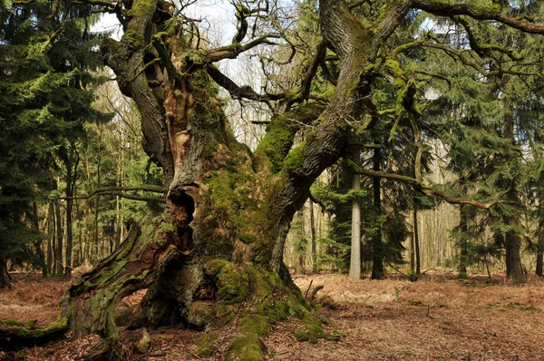 Corte Quercia Circa 800 Anni Nell Assia Settentrionale — Foto Stock