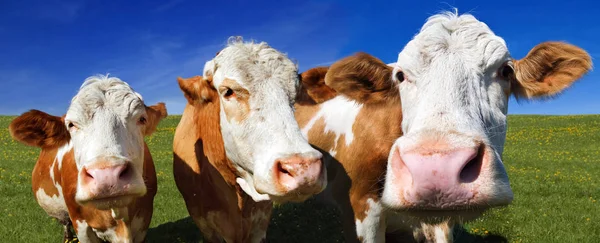 Vacas Pasto Verão Uma Paisagem Rural — Fotografia de Stock