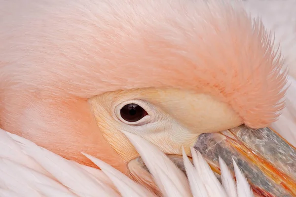 Vista Cênica Bela Pelicano Natureza — Fotografia de Stock