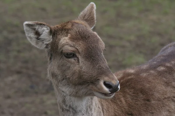 Daini Animali Fauna Selvatica — Foto Stock