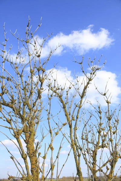 Träd Med Blå Himmel — Stockfoto