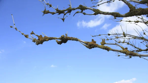Větve Stromů Modrou Oblohou — Stock fotografie