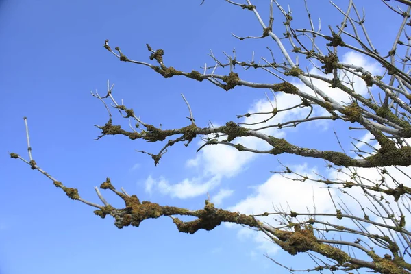 Baum Mit Blauem Himmel — Stockfoto