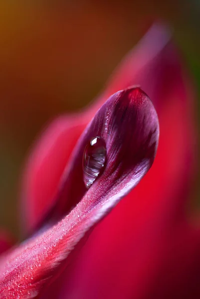 Tulp Bloemen Flora Lente — Stockfoto