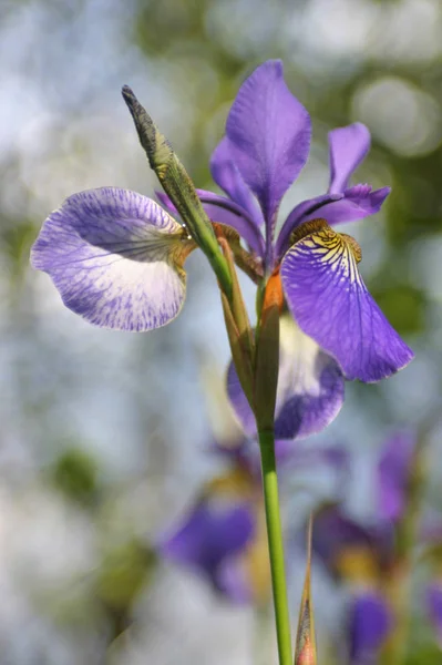 Vista Panorámica Hermosa Flor Del Iris — Foto de Stock