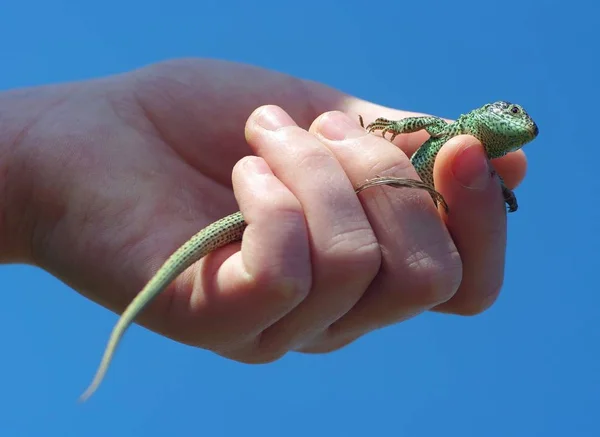 Lagarto Suavemente Sua Mão — Fotografia de Stock