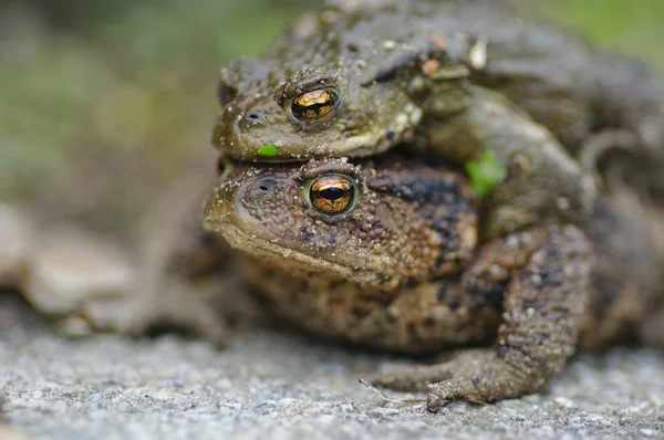 Páření Ropuchy Páření — Stock fotografie