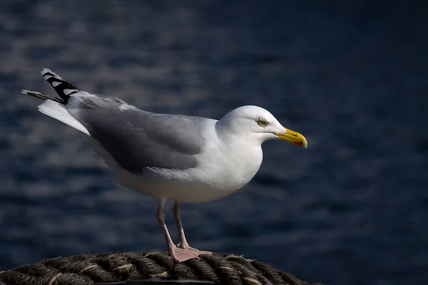 Vista Panorámica Hermoso Pájaro Lindo Gaviota — Foto de Stock