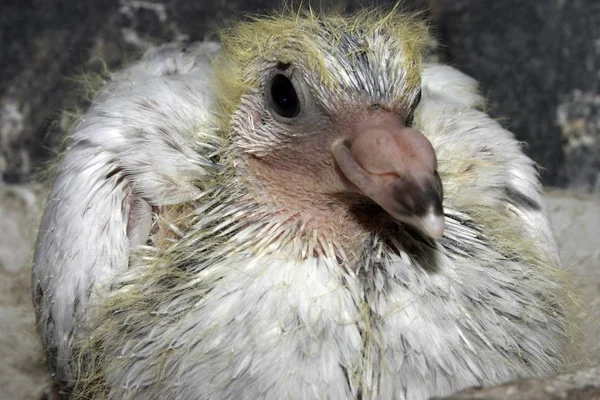 close up of  young pigeon post