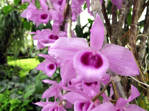 自然蘭の花 — ストック写真