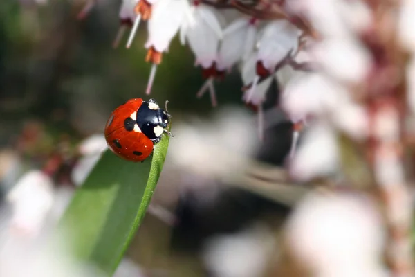 野生の自然界での虫の接近 — ストック写真