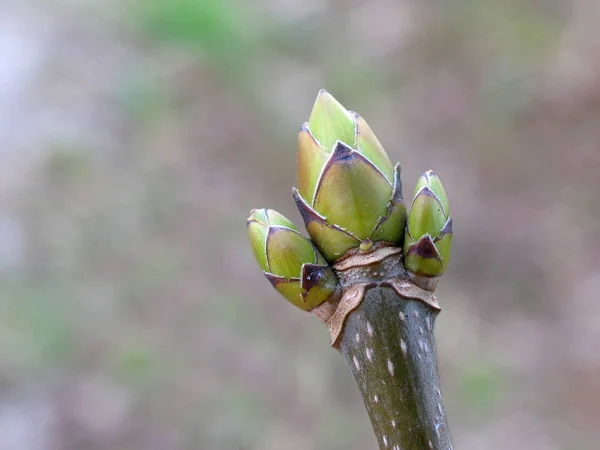 Uma Planta Jovem Jardim — Fotografia de Stock