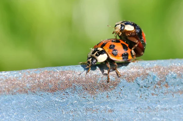 Close Bug Natureza Selvagem — Fotografia de Stock