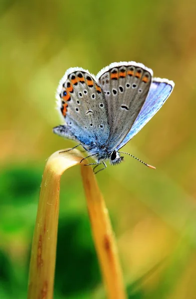 Gros Plan Bug Nature Sauvage — Photo