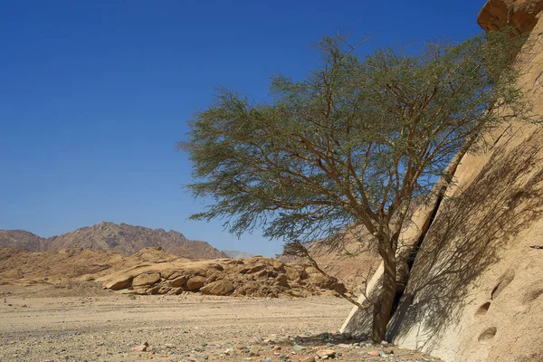 Vacker Utsikt Över Bergslandskapet — Stockfoto