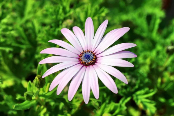 Hermoso Plano Botánico Fondo Pantalla Natural —  Fotos de Stock