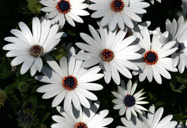 Verschillende Bloemen Selectieve Focus — Stockfoto