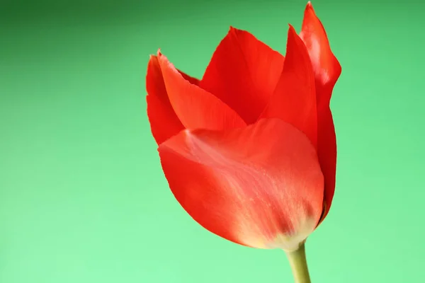 Tulpenblumen Flora Frühling — Stockfoto