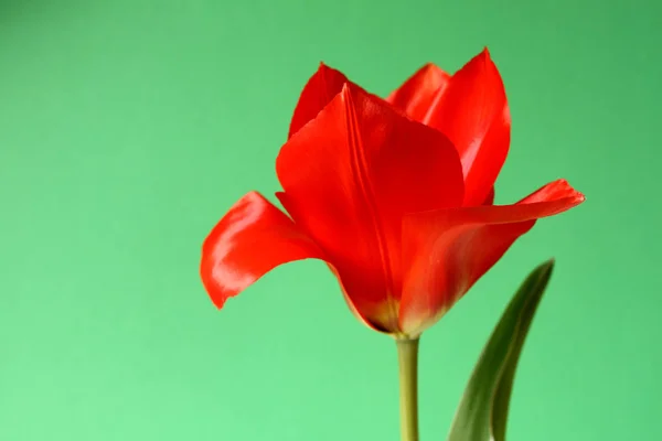 Tulip Flowers Flora Springtime — Stock Photo, Image