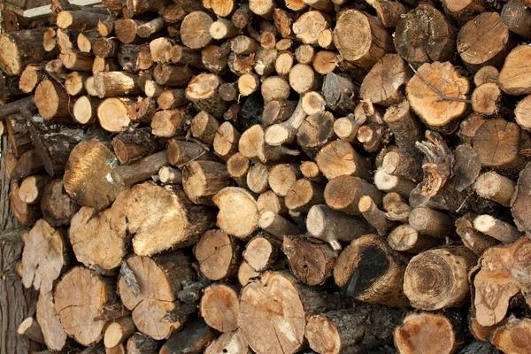 Firewood Woodpile Tree Timber — Stock Photo, Image