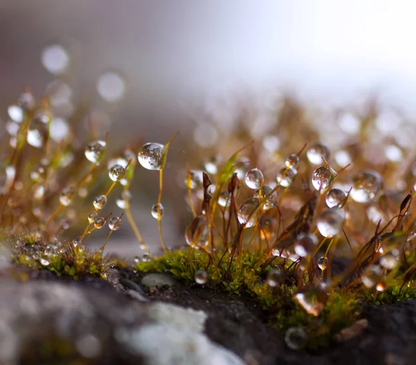 Folhagem Molhada Folhas Grama Verde Com Gotas Chuva — Fotografia de Stock