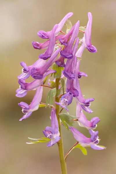 Fumewort Flor Corydalis Solida — Fotografia de Stock