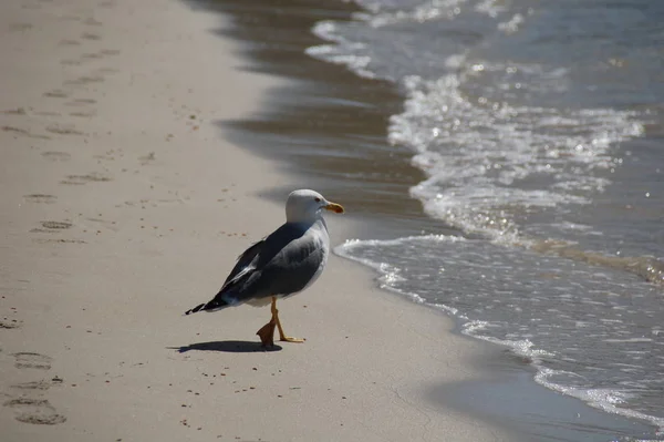 Γλάρος Περπατώντας Στην Παραλία — Φωτογραφία Αρχείου