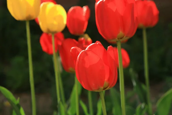 Kwiaty Tulipanów Flora Wiosna — Zdjęcie stockowe