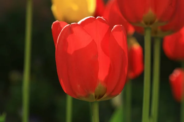 Kwiaty Tulipanów Flora Wiosna — Zdjęcie stockowe