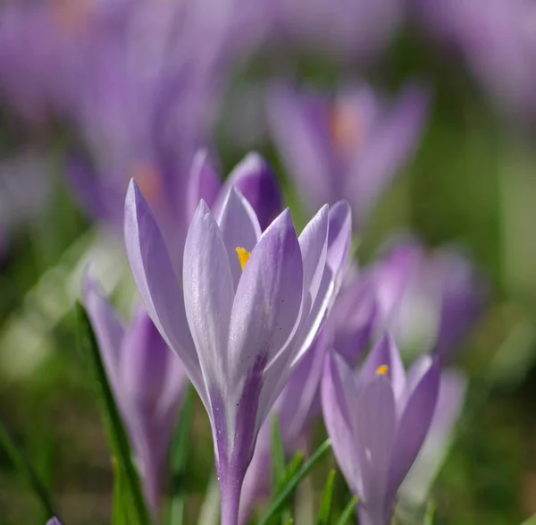 Purple Crocuses Spring Flowers Petals — Stock Photo, Image