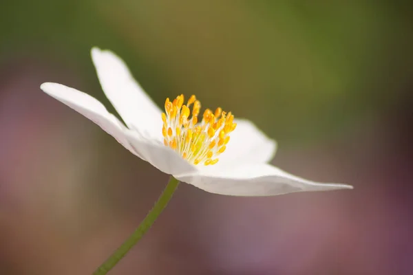 Witte Blaadjes Van Windbloem Bloeiende Flora — Stockfoto