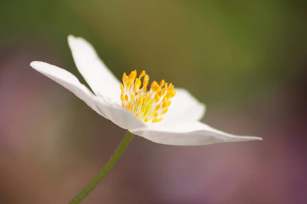 White Petals Windflower Blooming Flora — Stock Photo, Image