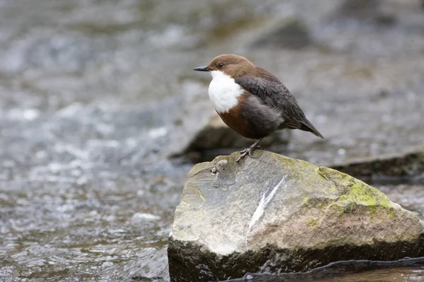 Closeup View Cute Dipper Bird — Stock Photo, Image