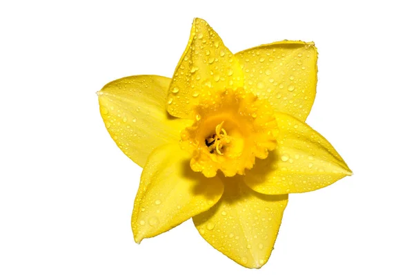 Vårblomma Vackra Narcissus — Stockfoto