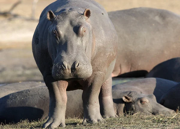 Hippopotamus Emlős Állat Víziló — Stock Fotó