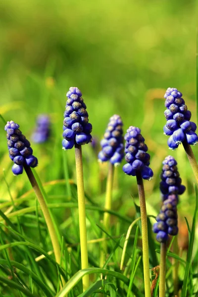 Hyacint Blommor Flora Och Botanik — Stockfoto